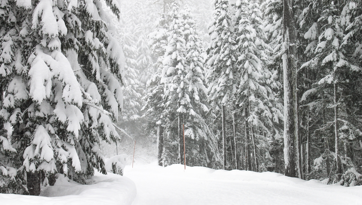 🎅Day 11: Christmas Countdown...Fabulous Fraser Fir!